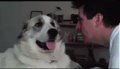 Dog and man face to face