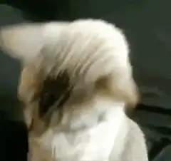 Cat puts on sunglasses I'm ready