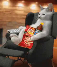 Cat relaxing in armchair with snacks