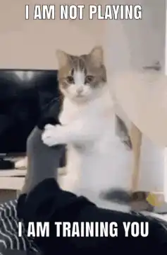 Cat training person with paw