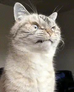 Cat with wide eyes looking up