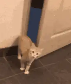 Cat opens door and peeks through