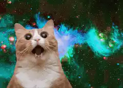 shocked cat in space