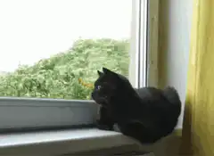 black cat looking out window