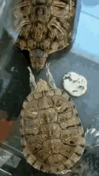 two turtles touching heads