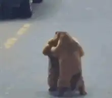Two bears wrestling on hind legs