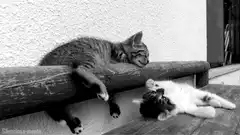 sleeping cat pats kitten