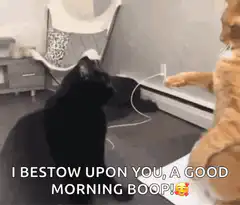 Orange cat boops black cat