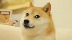 Shiba Inu Doge Meme