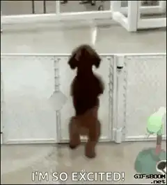 Excited dog jumping at gate