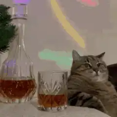 cat with whiskey and rainbow lights
