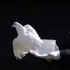 White dove released from gloved hand
