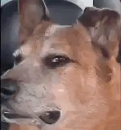Dog in car with shocked and happy expressions