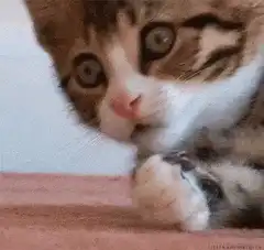 kitten washing face with paw