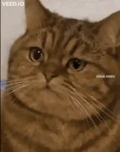 Cat learning math formula