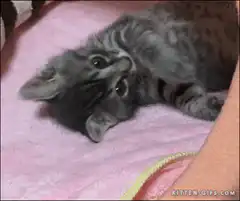 playful kitten rolling on pink blanket
