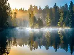 misty forest lake reflection