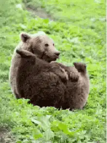 brown bear sitting in grass