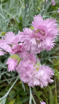 Pink dianthus flowers in garden