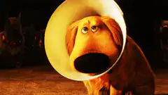 Dog in cone looking sad