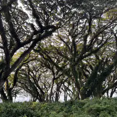 Mossy trees in a dense forest