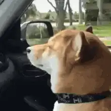Shiba Inu enjoying the car ride