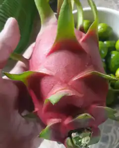hand holding a dragon fruit