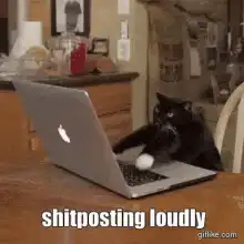 black cat typing on laptop