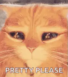Orange Cat Pretty Please