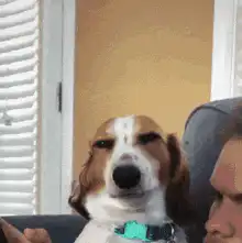 Basset Hound Smirking at Camera
