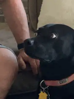 Black dog wide-eyed stare