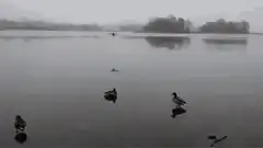 ducks on a foggy lake