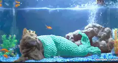 Cat mermaid in fish tank