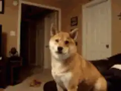 Shiba Inu head tilt