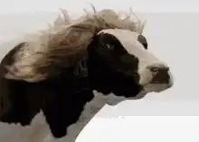 Cow with blowing hair