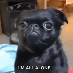 Sad black pug I'm all alone