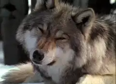 Smug wolf head tilt