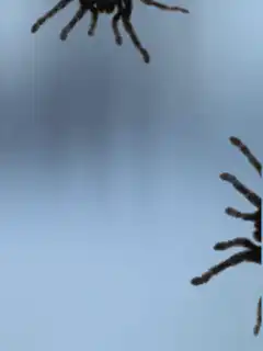 Two spiders mating