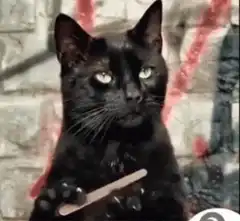 Black cat filing nails