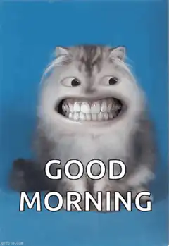 Good Morning Cat Meme