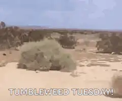 Tumbleweed rolling across desert