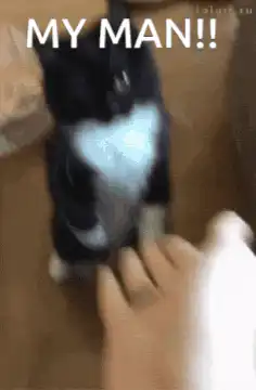 Cat fist bumps hand