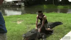 Man riding alligator then falls off