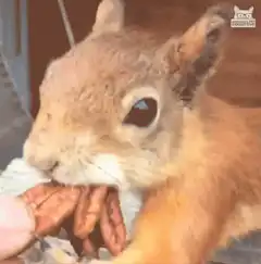 Squirrel eating a pecan