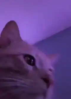 Cat head bobbing under purple and pink lights