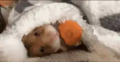 Hamster eating carrot in blanket