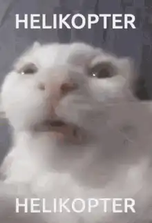 Helikopter Cat