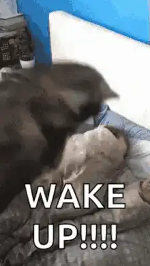 cat waking up owner