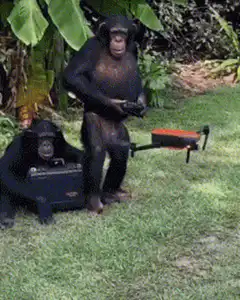 Chimpanzees with a drone