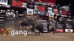 Bull riding bull